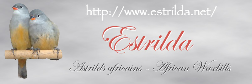 Estrilda logo 2012